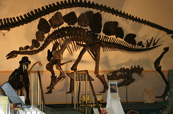 dinosaur stegosaurus