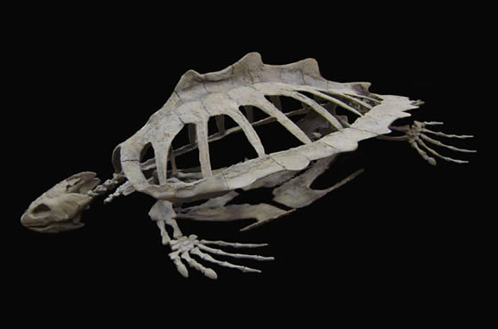 [Image: fossil-turtle.jpg]