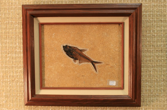 fossil fish