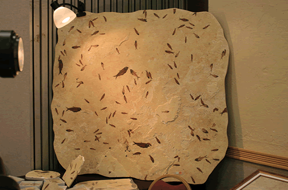 fossil fish slap