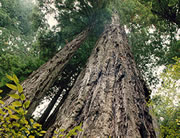 Forests store carbon dioxide