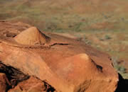 Stromatolite