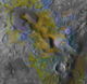 Carbonate minerals on mars