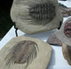 Denver gem and mineral show