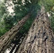 Carbon dioxide storage