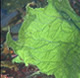 Natural gas from algae