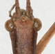 Top ten new species for 2009