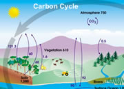 Carbon Cycle