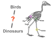 links between dinosaurs and birds questioned