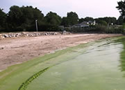 harmful algal blooms