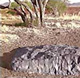 Hoba Meteorite