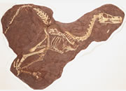 New Raptor Species