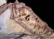 Nocturnal dinosaurs