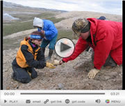 Tortoises and alligators on Ellesmere Island
