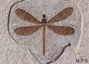 Insect Fossils