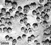 Manganese nodule