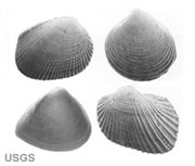 Nannofossils