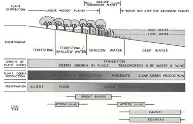 coal environments in a swamp