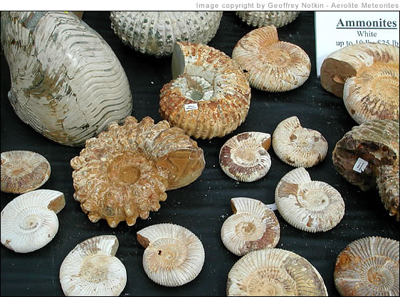 ammonite fossils