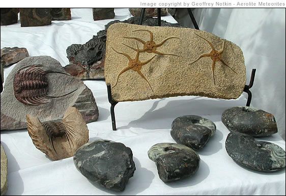 Moroccan fossils