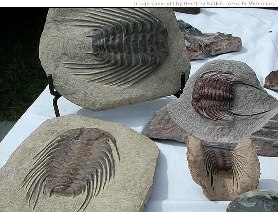 trilobites