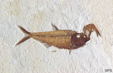 Green River fossil fish: Diplomystus