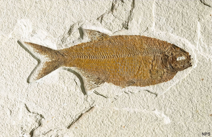 Fish Fossils of the Green River Formation