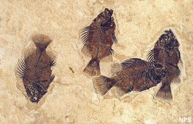 Green River fossil fish: Cockerellites liops