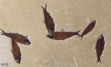 Green River fossil fish: Knightia eocaena
