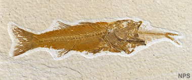 Green River fossil fish: Mioplosus labracoides