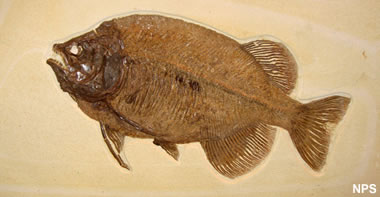 Green River fossil fish: Phareodus encaustus