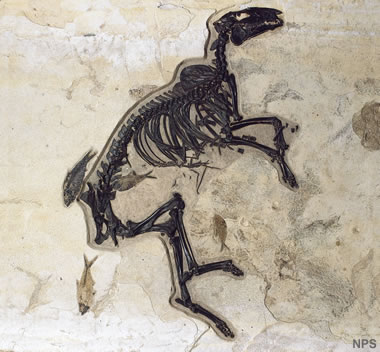 Green River fossil horse