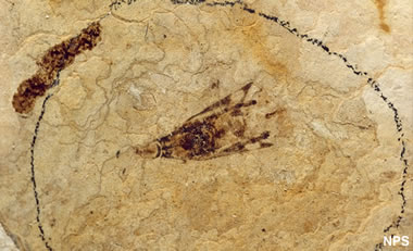 Green River fossil insect