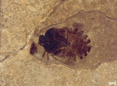 Green River fossil insect: Hemiptera species