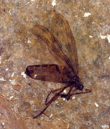 Green River fossil fly