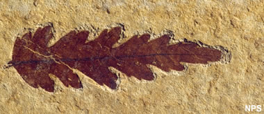 Green River fossil leaf