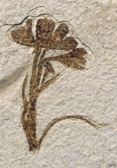 Green River fossil flower