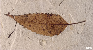 Green River fossil leaf