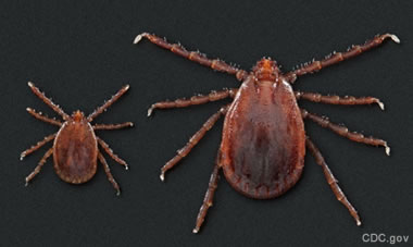 Asian Longhorned Ticks