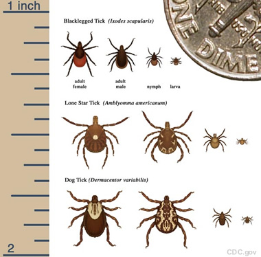 tick life stages