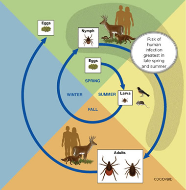 tick life cycle