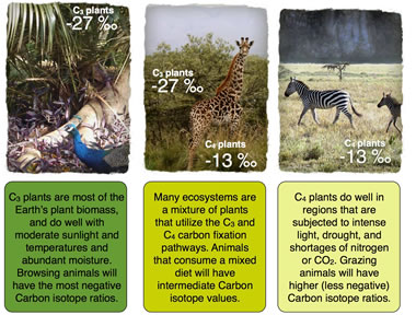 carbon isotopes and ecosystems