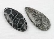 fossil coral