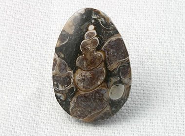 Turritella Agate cabochon