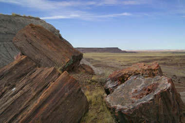 Arizona Petrified Wood