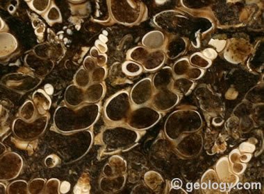 Turritella Agate: The gem rough with fossil snails!