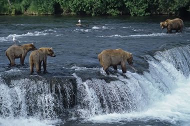 Brooks Falls, Alaska