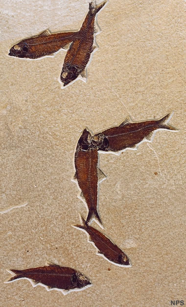 Fossil fish: Knightia eocaena