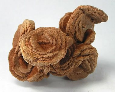 Barite rose photograph by Rob Lavinsky