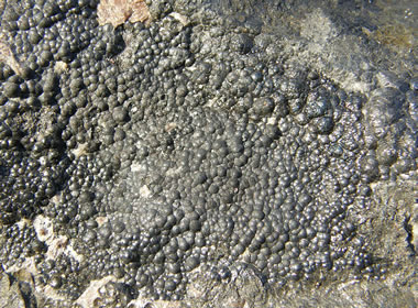 Botryoidal Uraninite crust